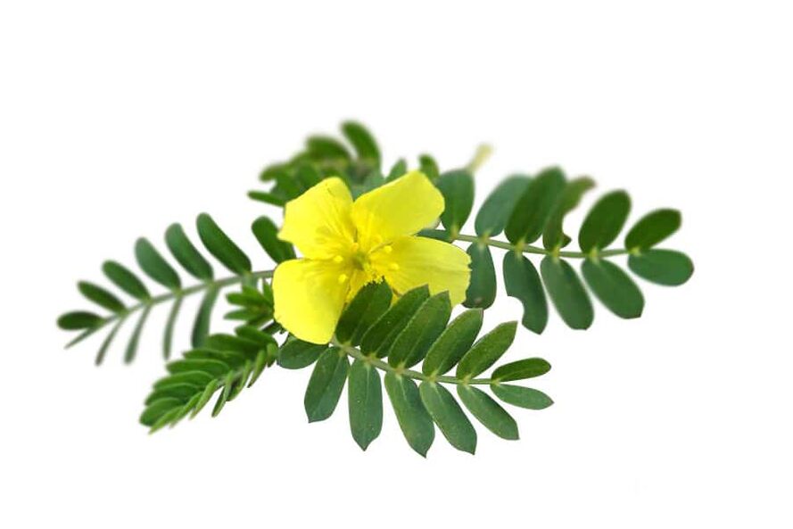 Tribulus terrestris kao dio Glucoren